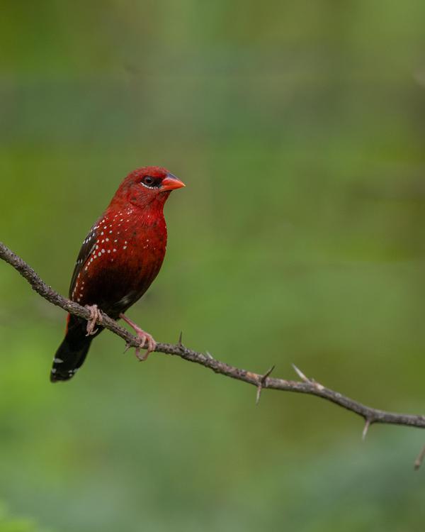 Image of Bird, Beak, Feather, Twig etc.