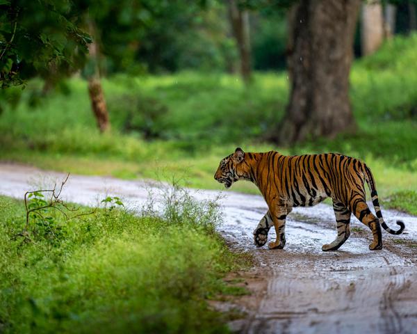 Image of Tree, Natural landscape, Water, Tiger, Bengal tiger, Siberian tiger etc.