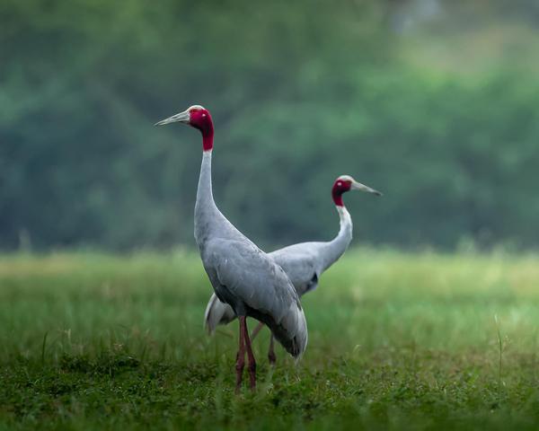 Image of Natural landscape, Terrestrial animal, Grassland, Plant, Bird, Beak etc.