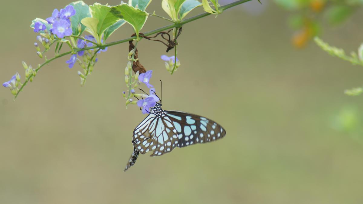 Image of Organism, Insect, Invertebrate, Butterfly, Moths and butterflies, Pollinator etc.