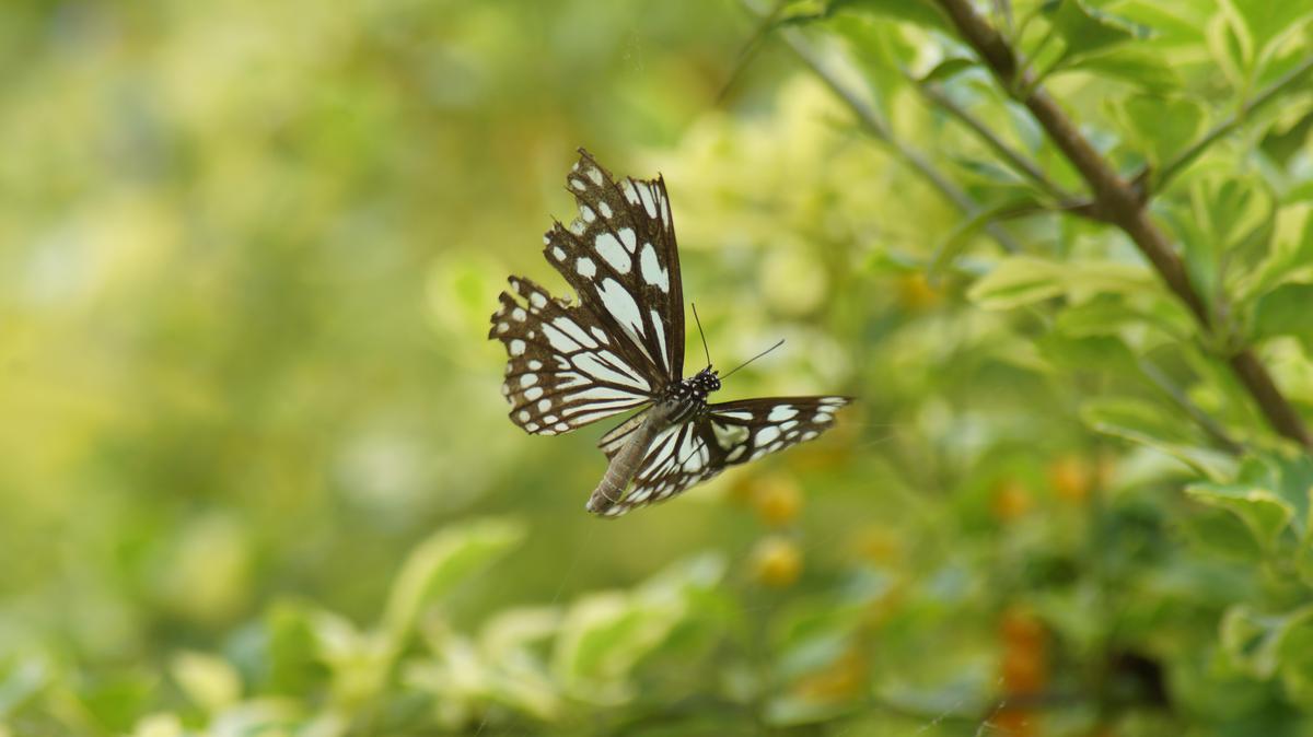 Image of Wildlife, Insect, Invertebrate, Butterfly, Moths and butterflies, Pollinator etc.