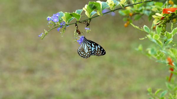 Image of Wildlife, Organism, Leaf, Insect, Invertebrate, Butterfly etc.
