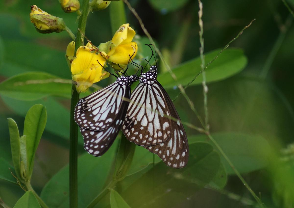 Image of Butterfly, Insect, Moths and butterflies, Invertebrate, Pollinator etc.