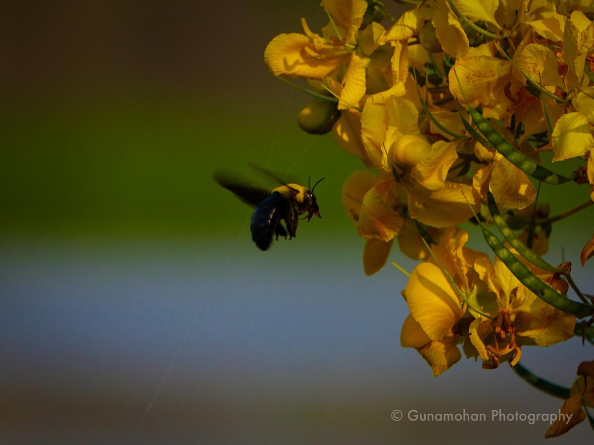 Image of Yellow, Plant, Flower, Insect, Pest, Membrane-winged insect etc.