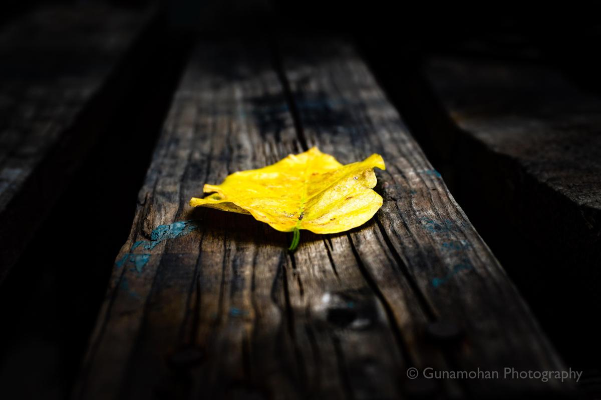 Image of Yellow, Black, Flower, Wood, Leaf etc.
