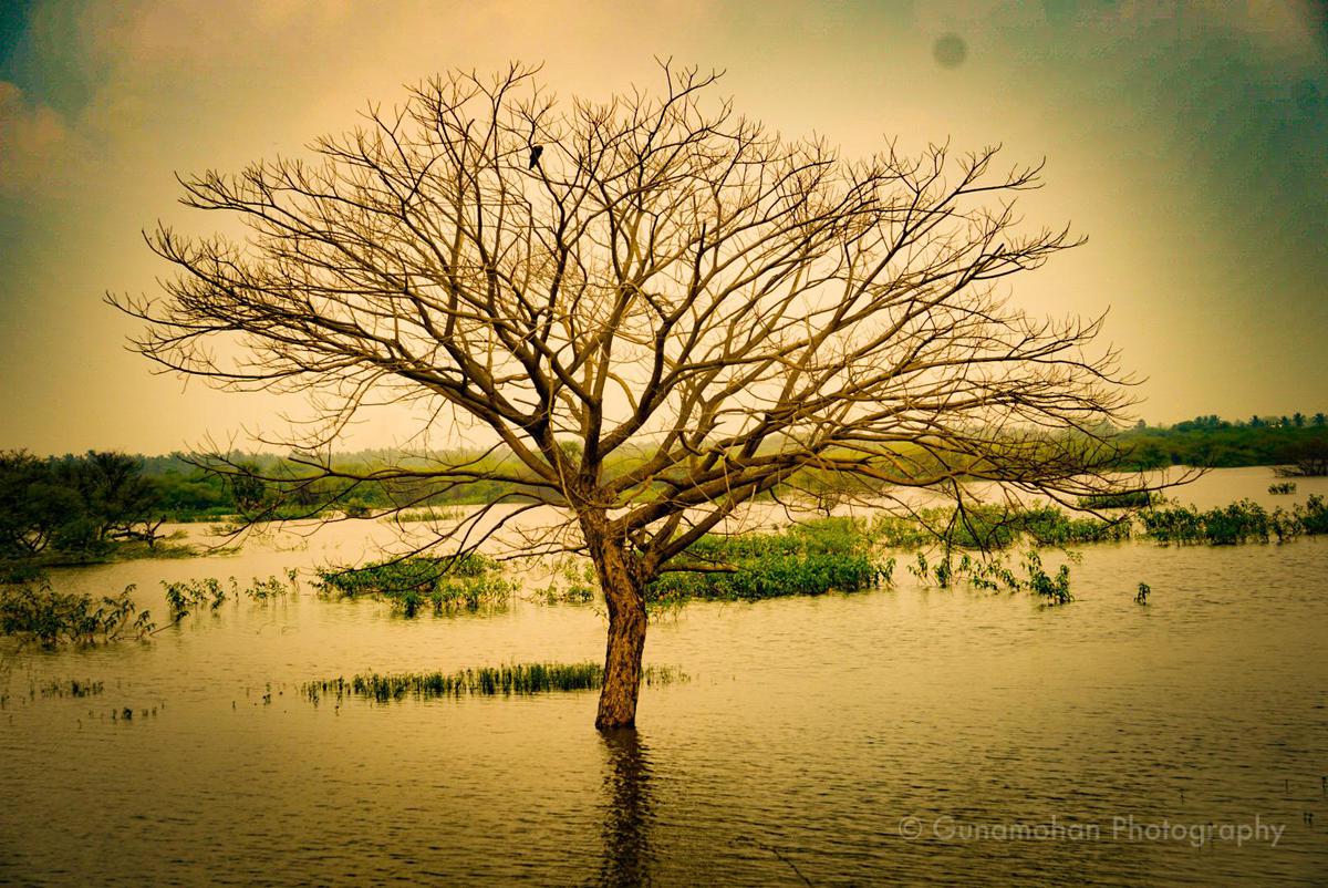 Image of Nature, Sky, Tree, Branch, Green, Natural landscape etc.