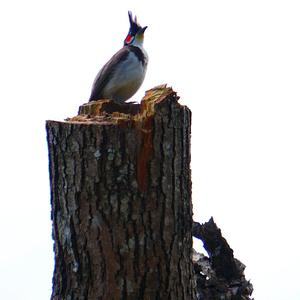Card image cap