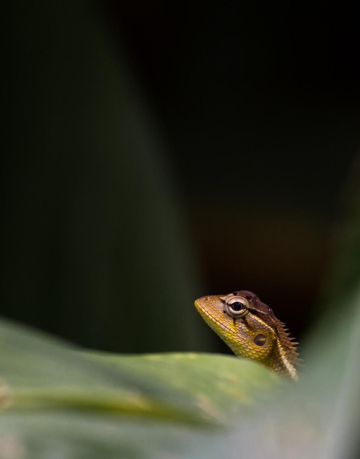 Image of Reptile, Green, Lizard, Scaled reptile, Anole etc.