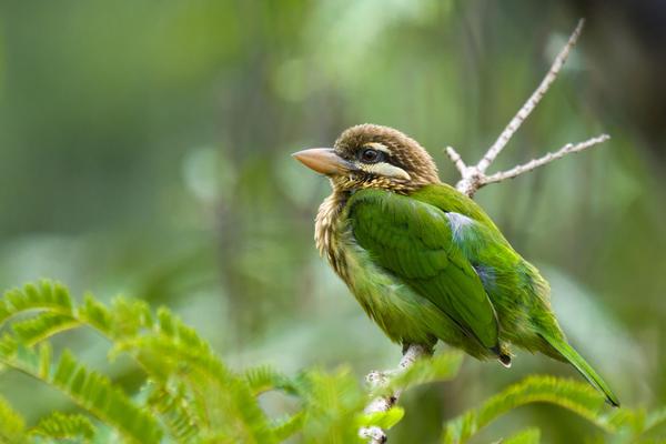 Image of Wildlife, Bird, Beak etc.