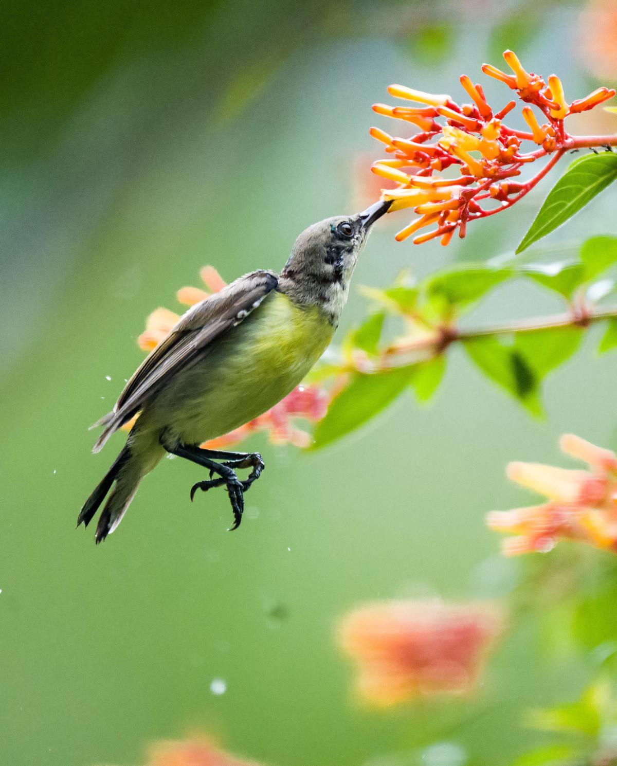 Image of Bird, Beak etc.