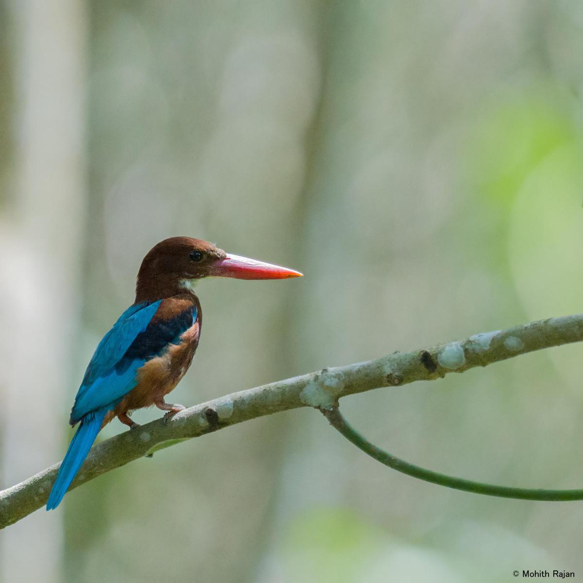 Image of Wildlife, Vertebrate, Bird, Beak, Coraciiformes etc.
