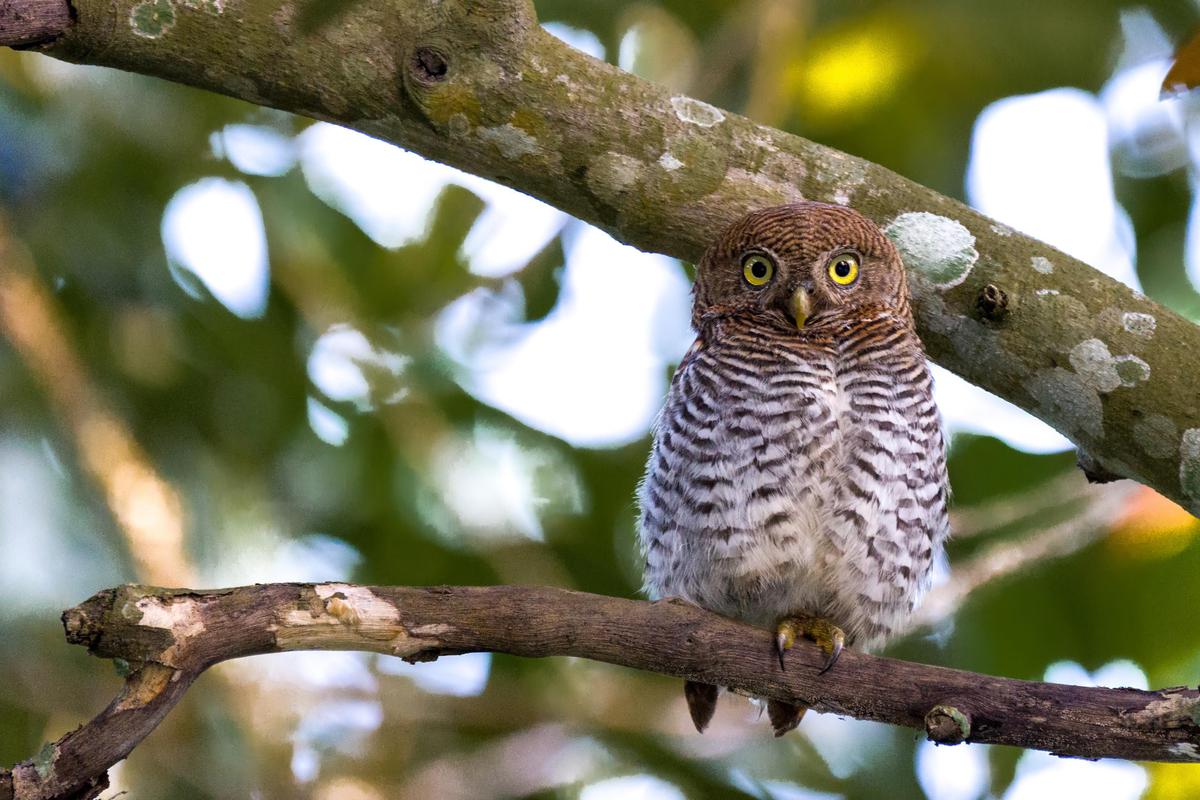 Image of Branch, Wildlife, Vertebrate, Bird, Beak, Bird of prey etc.