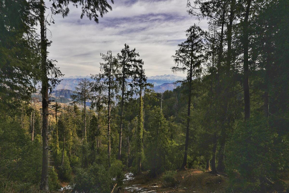 Image of Sky, Mountain, Tree, Cloud, Natural landscape, Plant etc.