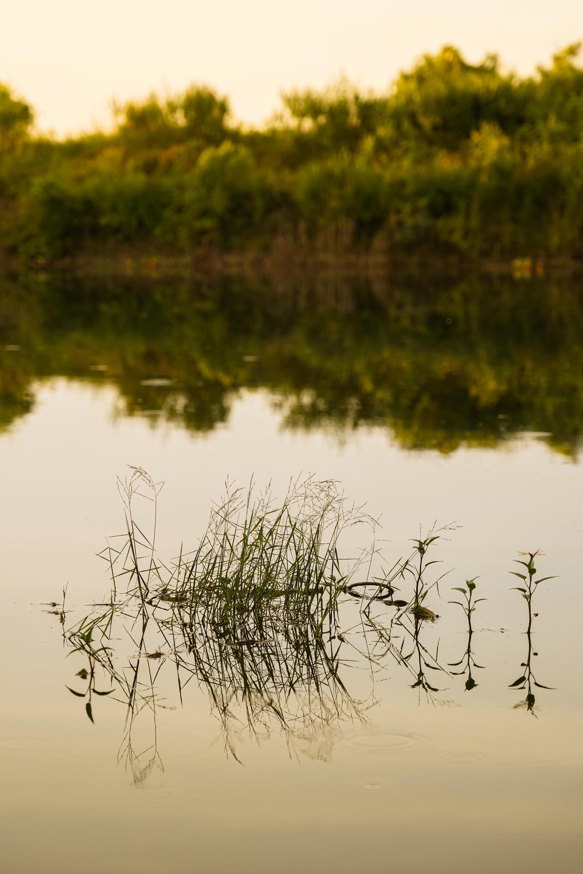 Image of Nature, Natural landscape, Vegetation, Water, Reflection, Marsh etc.