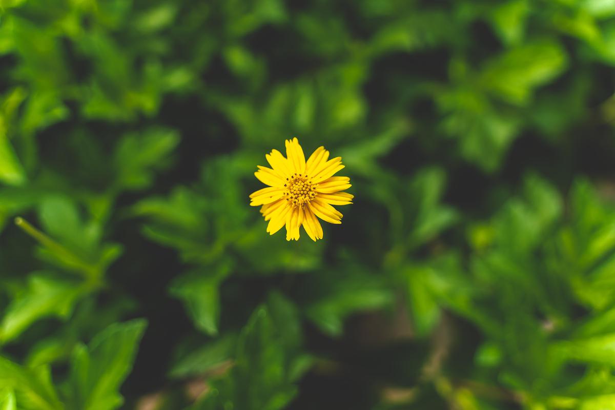 Image of Green, Yellow, Close-up, Plant, Flower, Grass etc.
