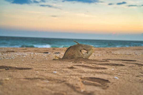Image of Sand, Sky, Sea, Ocean, Beach etc.
