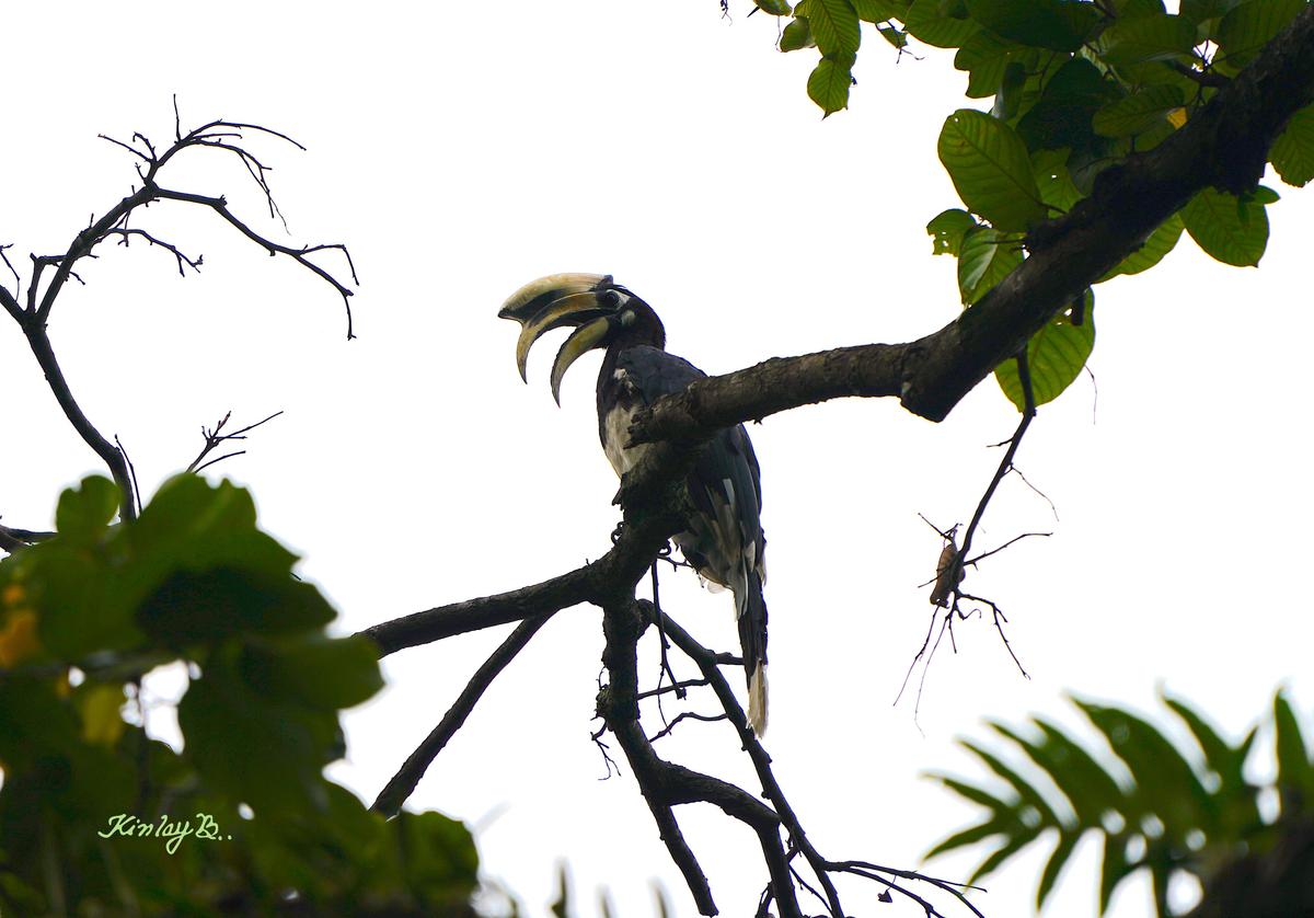Image of Sky, Branch, Bird, Beak, Woody plant, Twig etc.