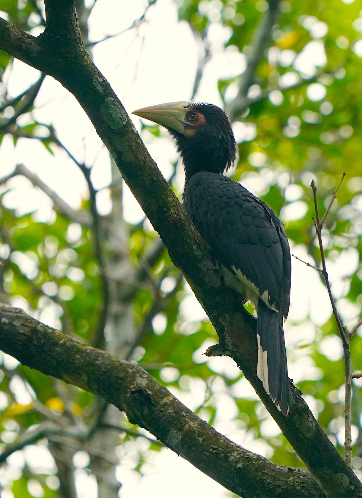 Image of Tree, Branch, Organism, Plant, Bird, Beak etc.