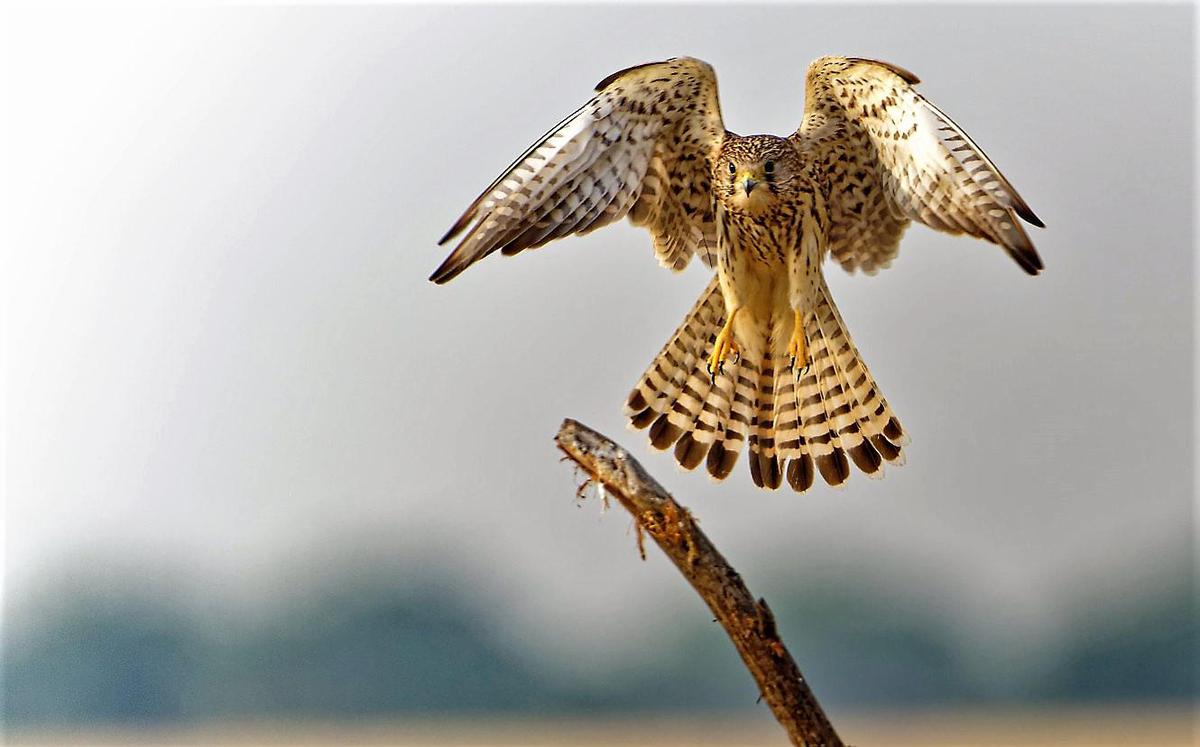 Image of Falconiformes, Feather, Beak, Falcon, Sky, Accipitridae etc.