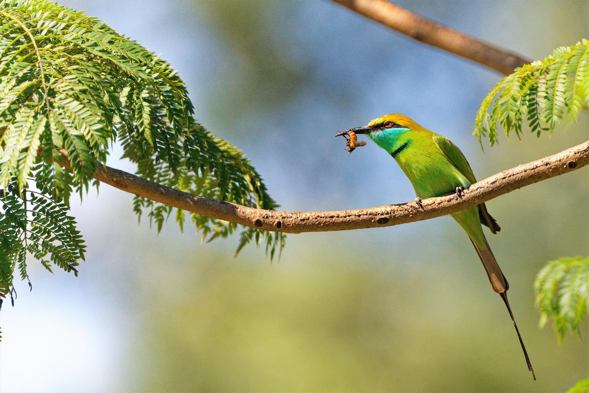 Image of Branch, Bird, Beak, Botany, Leaf, Twig etc.