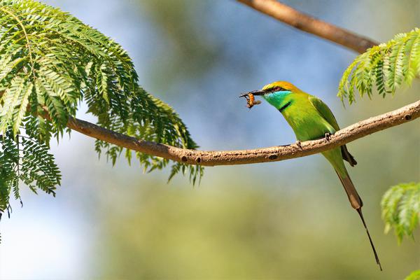 Image of Branch, Bird, Beak, Botany, Leaf, Twig etc.