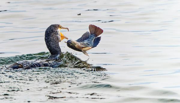Image of Water, Bird, Beak, Waterfowl, Lake, Liquid etc.