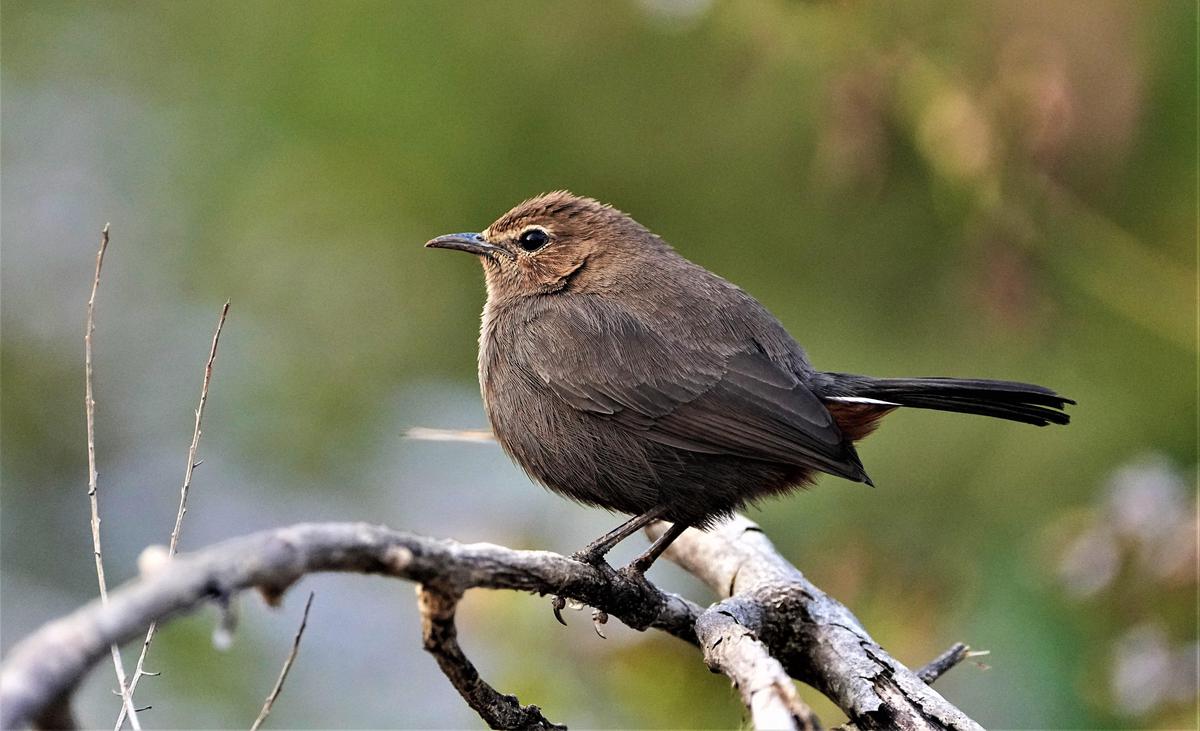 Image of Bird, Beak, Feather, Twig etc.