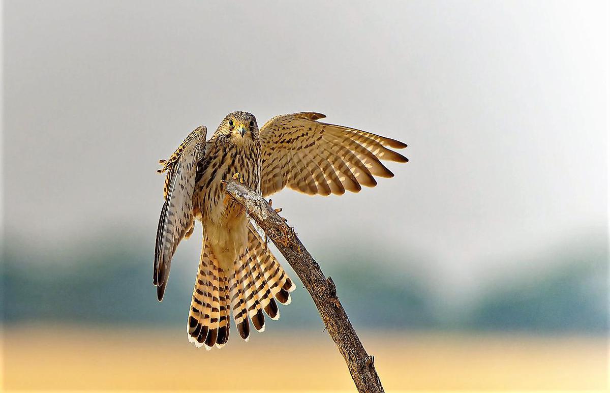 Image of Bird, Beak, Accipitridae, Feather, Falconiformes, Falcon etc.
