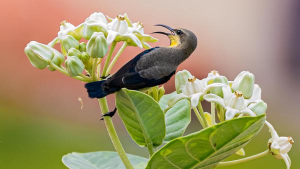 Image of Plant, Flower, Bird, Beak etc.