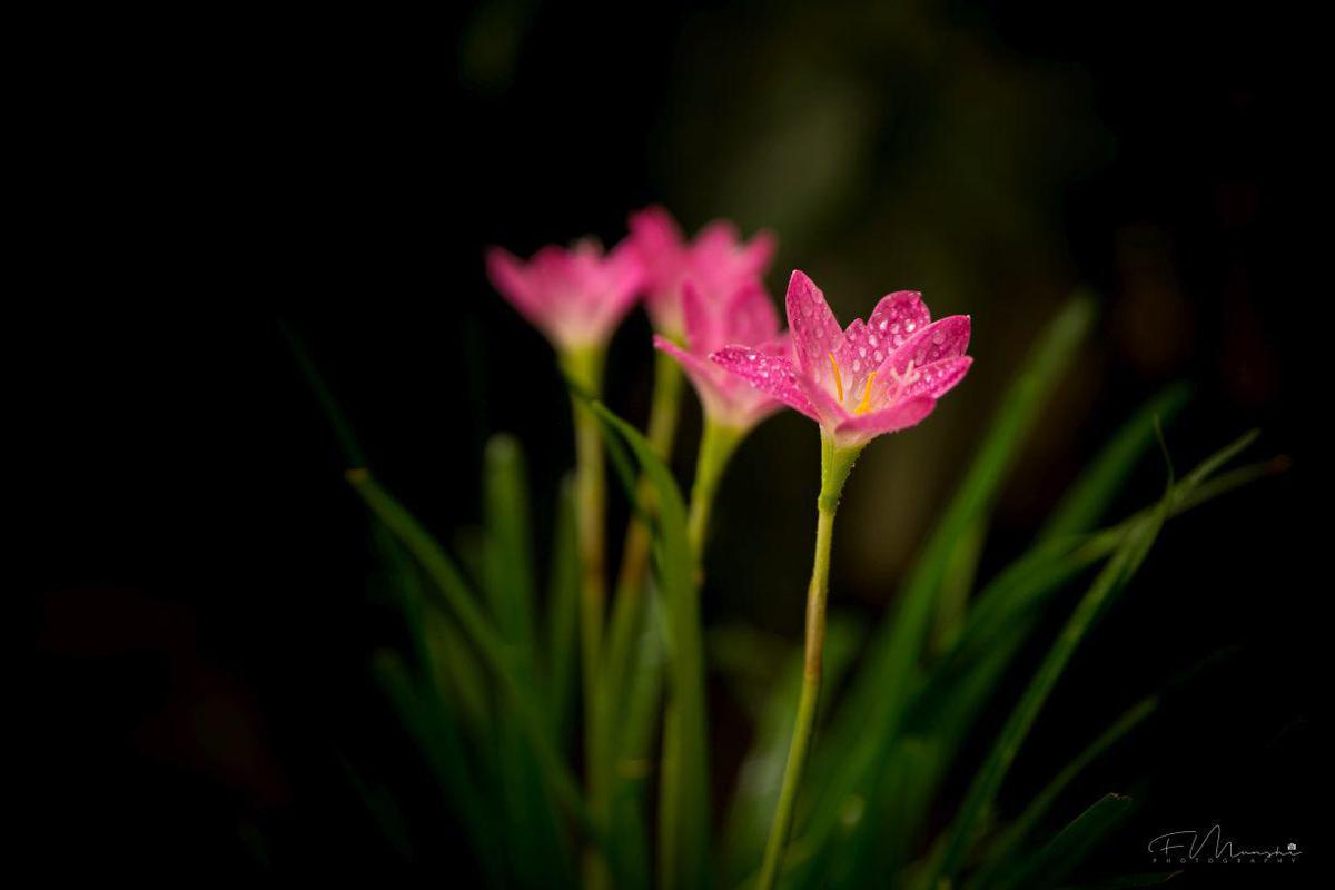 Image of Plant, Flower, Terrestrial plant, Petal, pink quill etc.