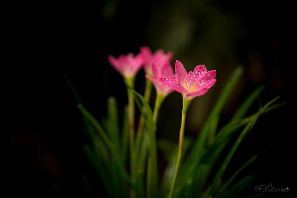 Image of Plant, Flower, Terrestrial plant, Petal, pink quill etc.