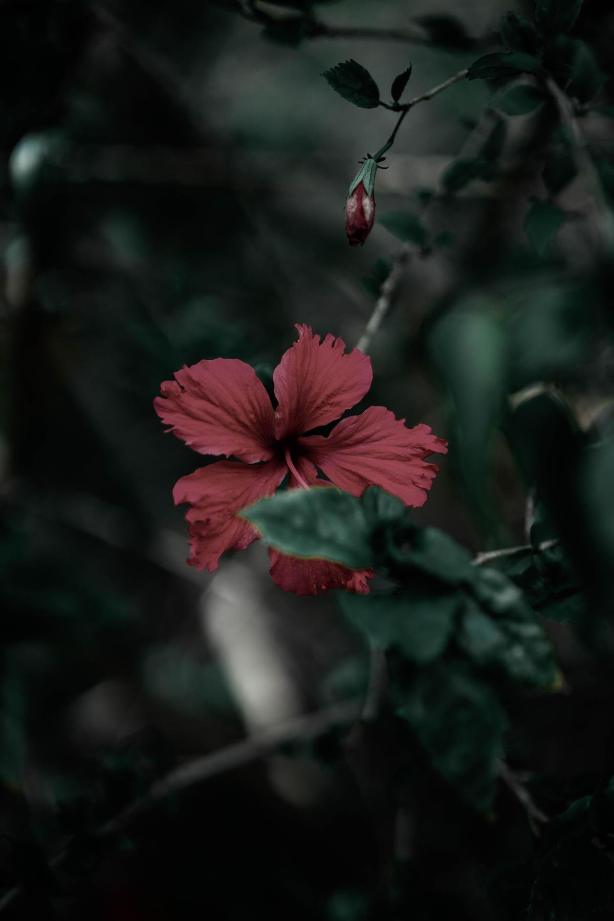 Image of Sky, Branch, Natural landscape, Organism, Plant, Flower etc.
