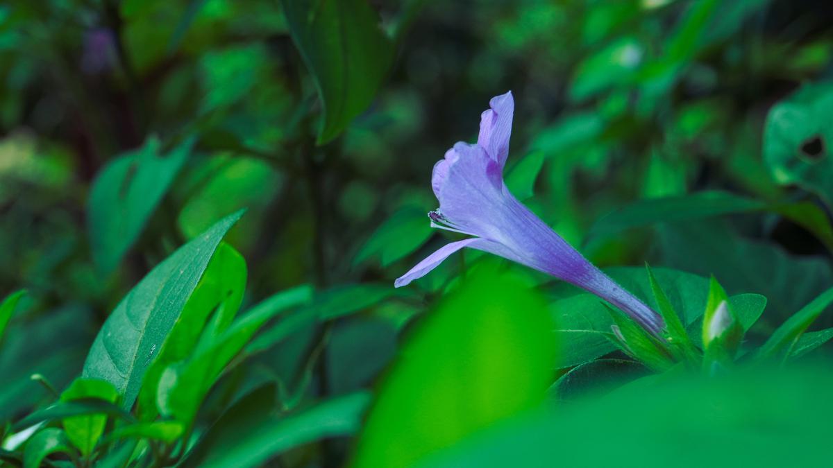 Image of Plant, Flower, Terrestrial plant, Petal etc.