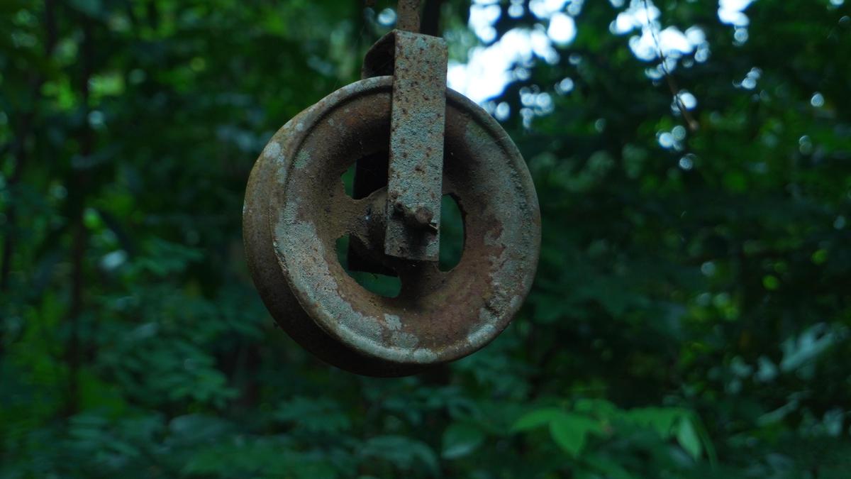 Image of Green, Plant, Wood, Automotive tire, Wheel, Tire etc.