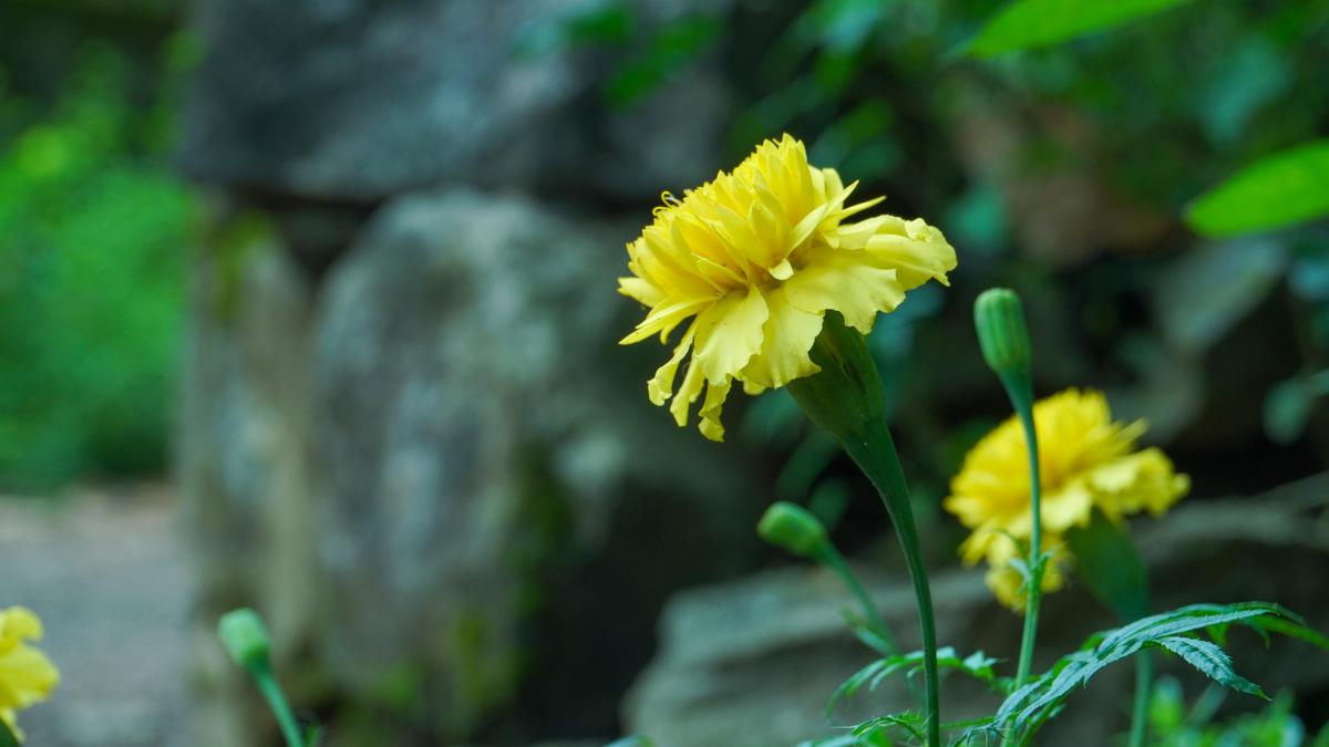Image of Vegetation, Plant, Flower, Grass, Botany, Petal etc.