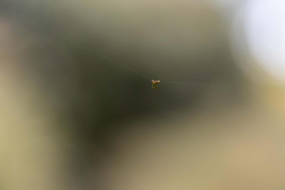 Image of  etc.
