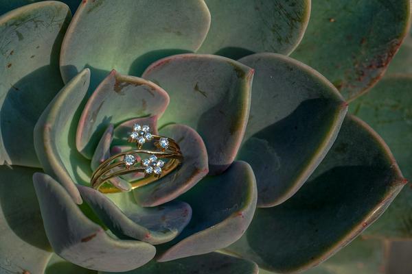 Image of Organism, Plant, Flower, Botany, Terrestrial plant, Petal etc.