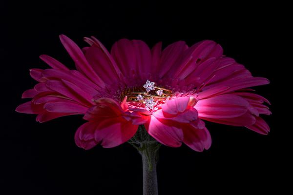 Image of Pink, Plant, Flower, Violet, Petal, Herbaceous plant etc.