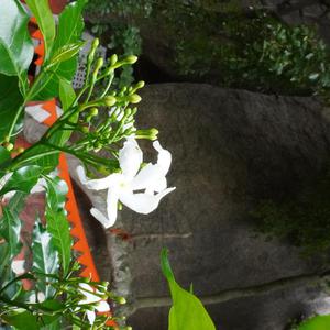 Images