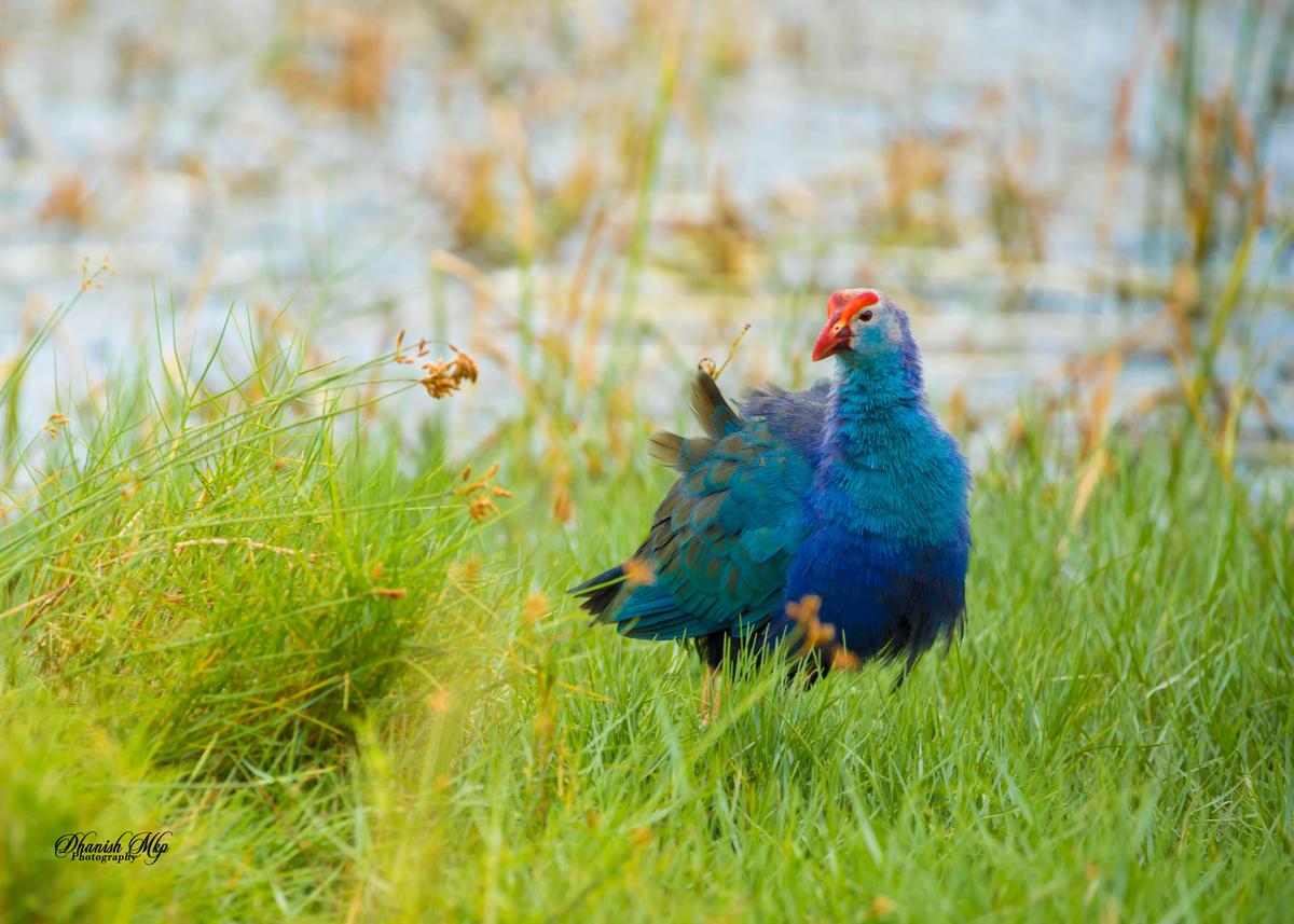 Image of Bird, Beak, Galliformes etc.