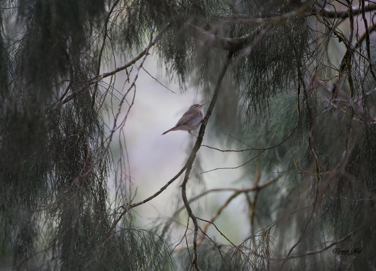 Image of Nature, Atmospheric phenomenon, Tree, Branch, Wildlife, Bird etc.