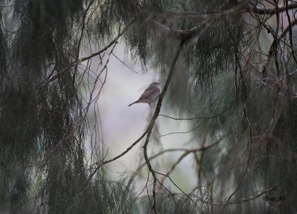 Image of Nature, Atmospheric phenomenon, Tree, Branch, Wildlife, Bird etc.