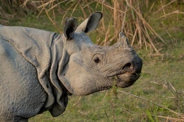 Image of Head, Eye, Hair, Grass, Horn, Rhinoceros etc.