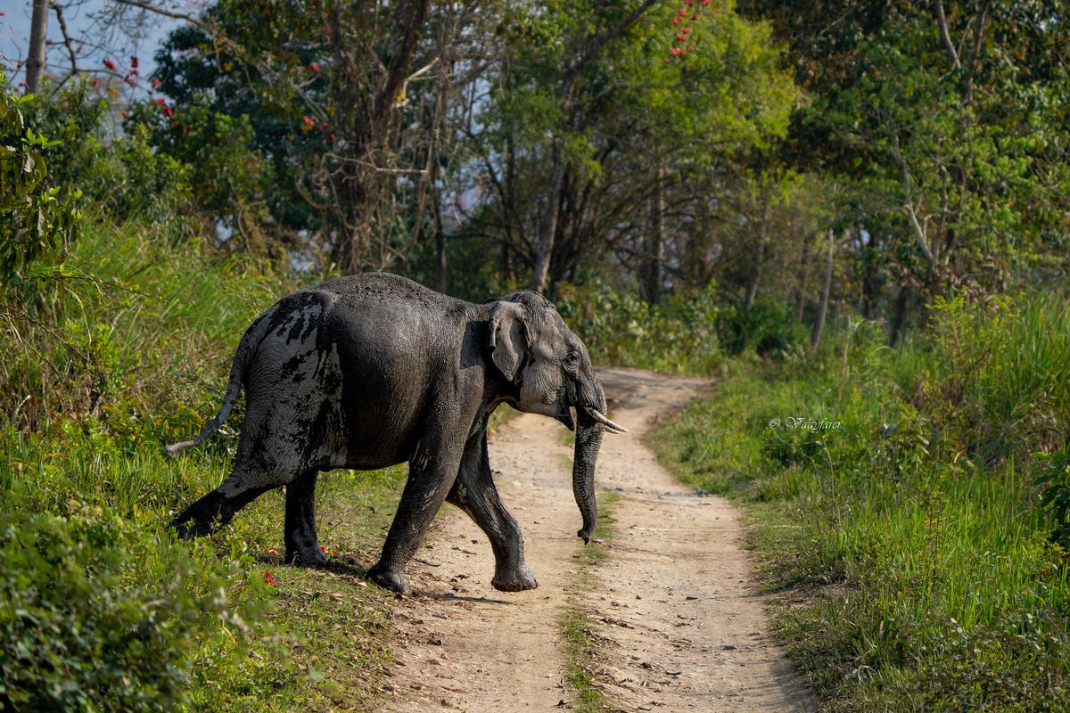 Image of Tree, Natural landscape, Terrestrial animal, Plant, Elephant, Elephants and Mammoths etc.