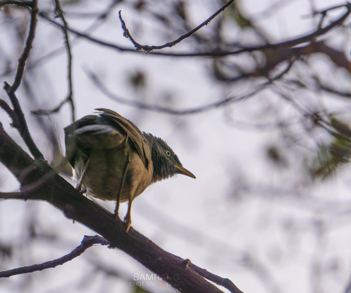 Image of Branch, Adaptation, Wildlife, Bird, Beak, Wing etc.