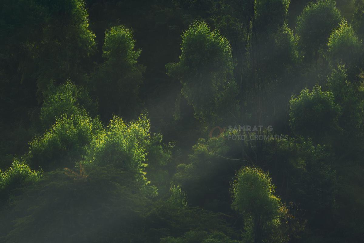 Image of Green, Vegetation, Leaf, Biome, Terrestrial plant etc.