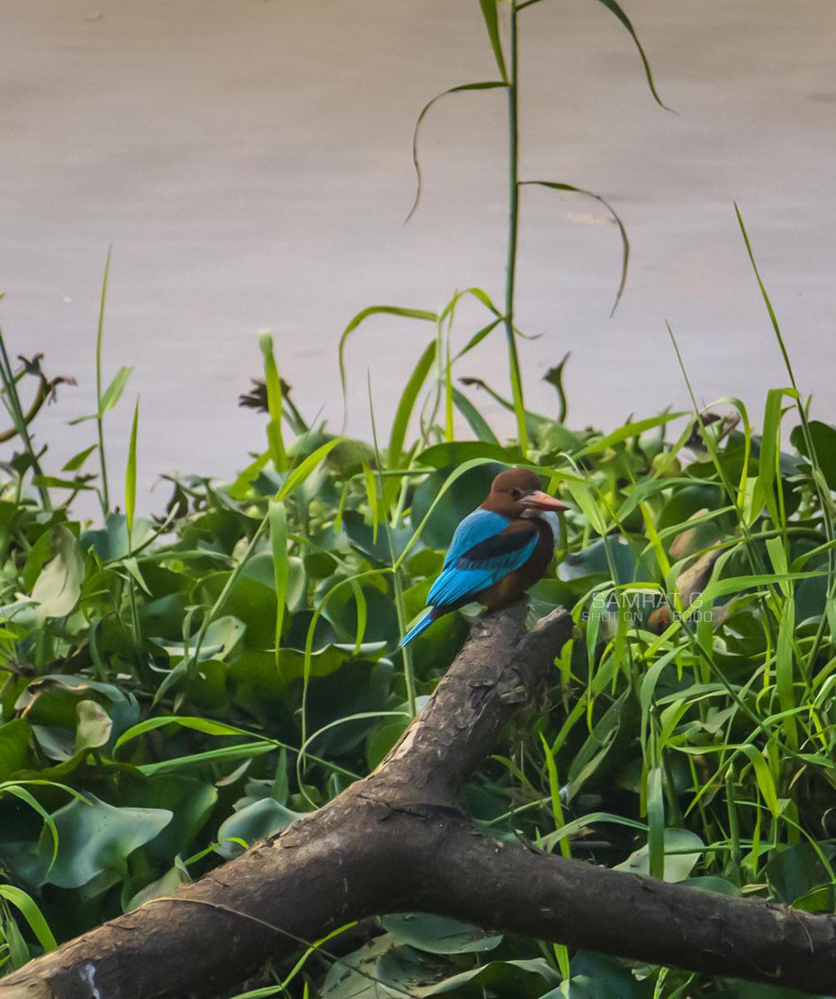 Image of Branch, Adaptation, Bird, Beak, Wing, Botany etc.