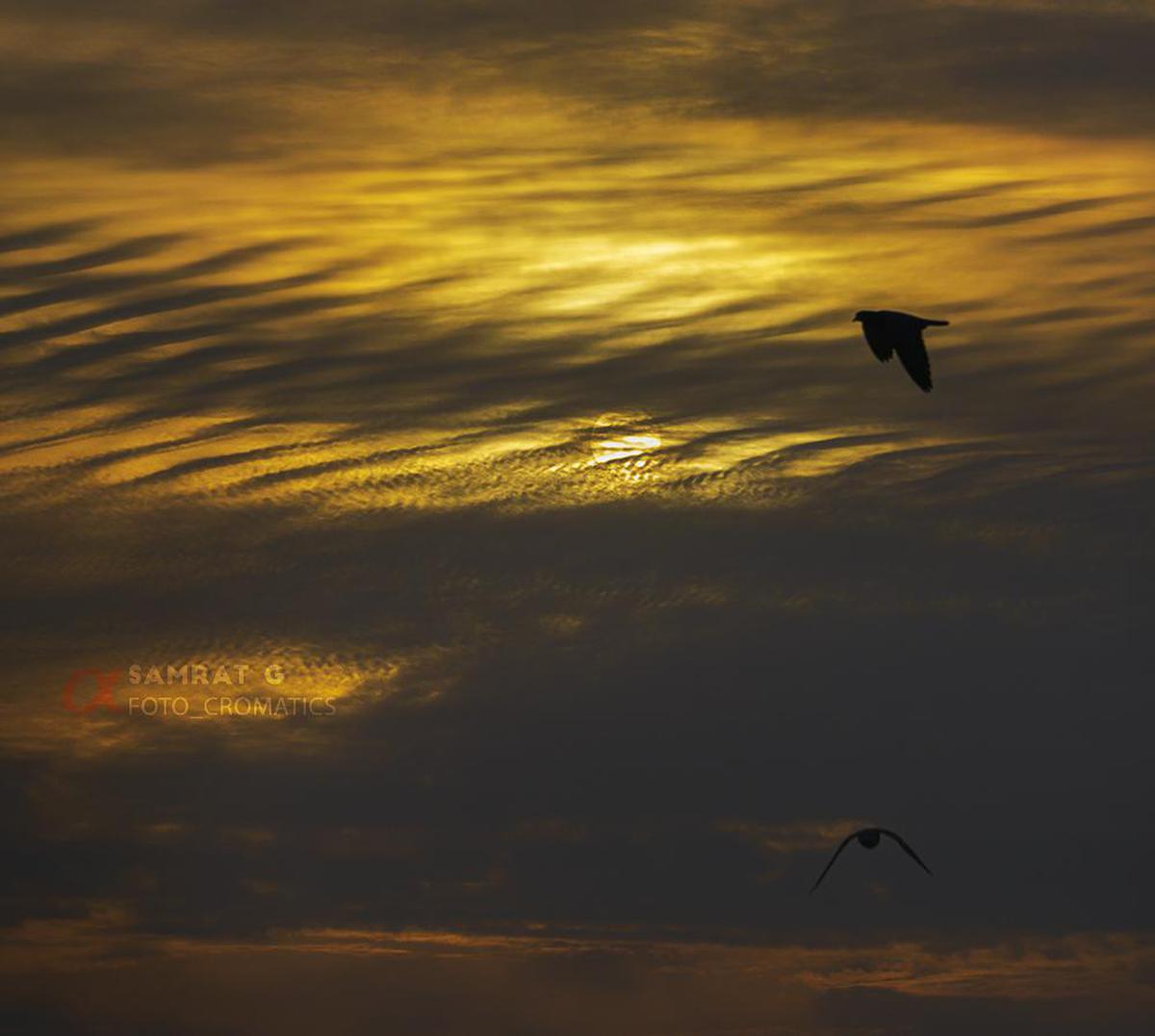 Image of Afterglow, Sunset, Dusk, Evening, Bird, Wing etc.