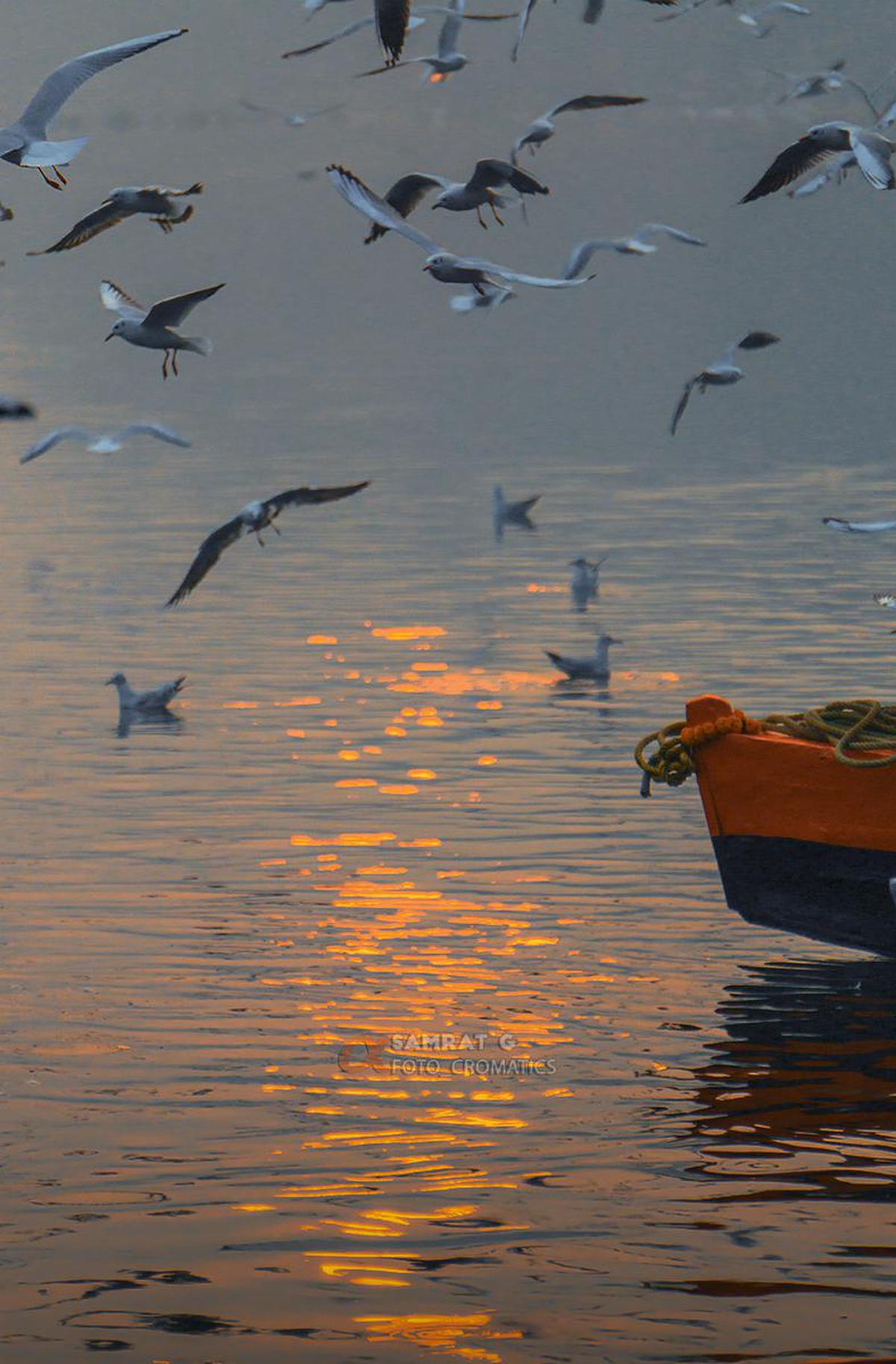 Image of Reflection, Vertebrate, Bird, Flock, Wing, Watercraft etc.
