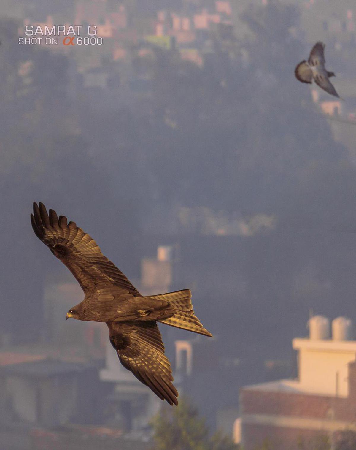 Image of Vertebrate, Bird, Beak, Bird of prey, Accipitriformes, Wing etc.